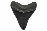 Serrated, Fossil Megalodon Tooth - North Carolina #378098-1